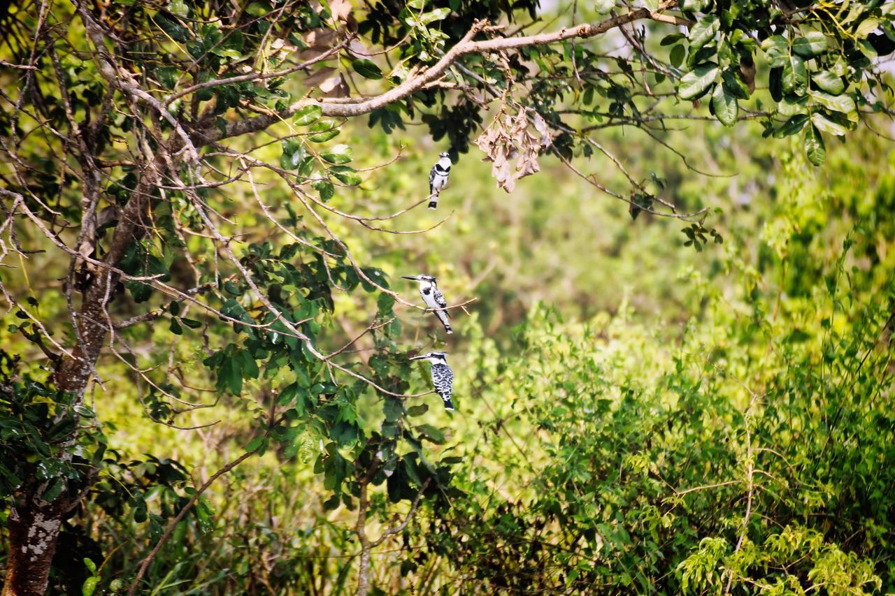 Twiga Safari Lodge Paraa Luaran gambar