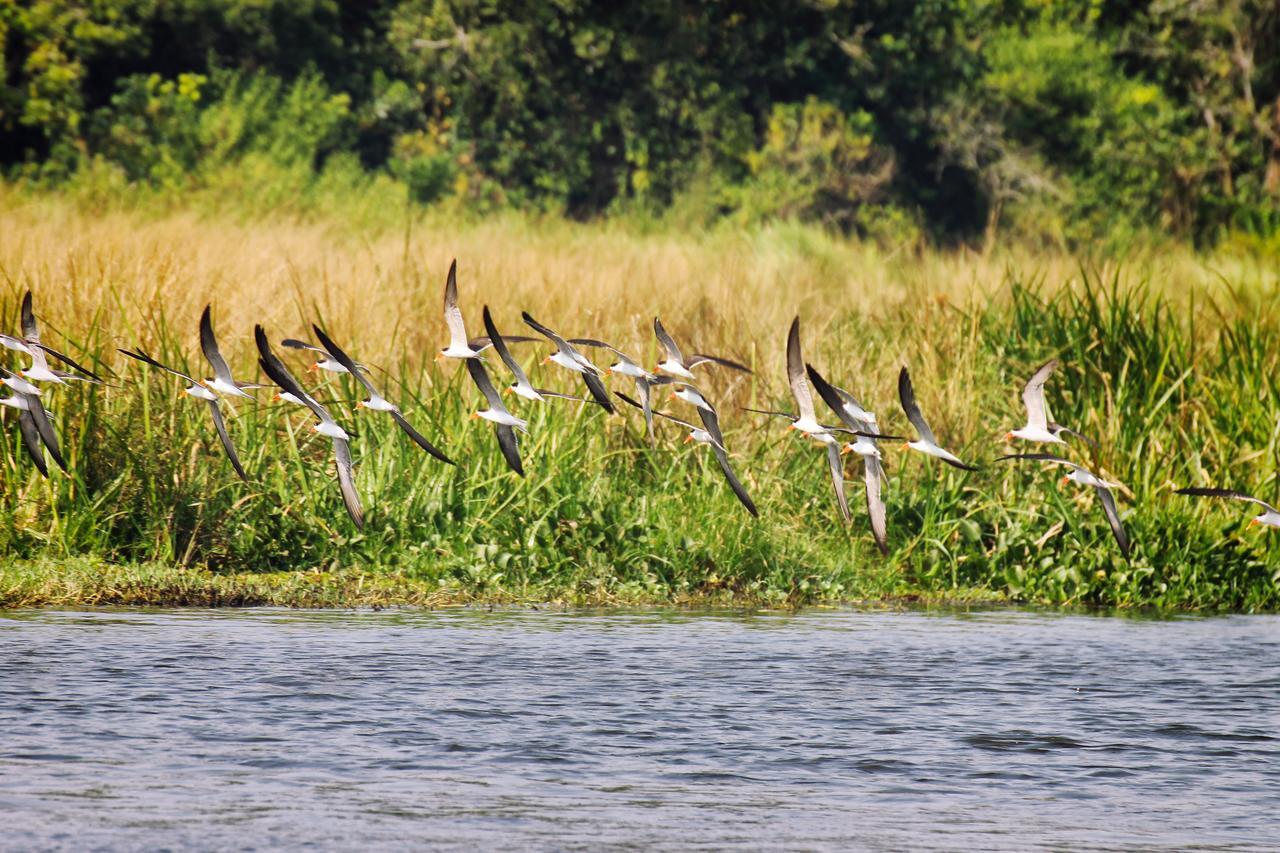 Twiga Safari Lodge Paraa Luaran gambar